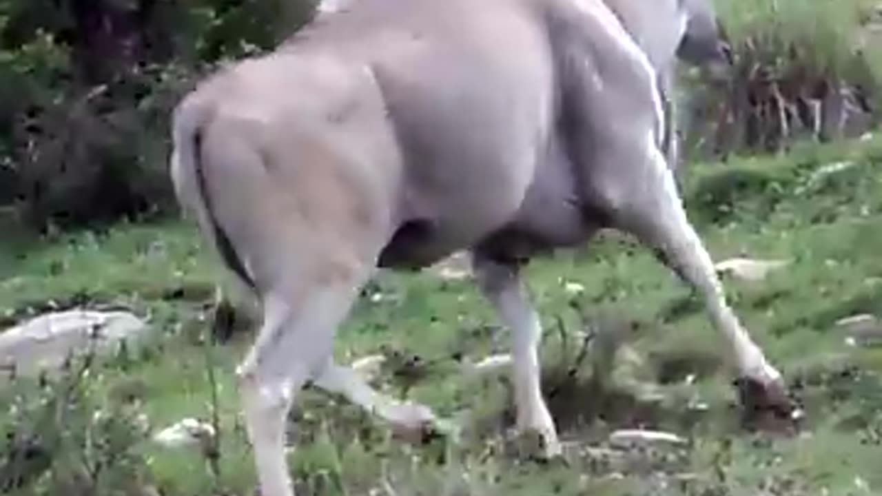 Big Eland Down #cabelas @CabelasHunting @allanschenksafaris #huntongaro Eland Hunting South Africa