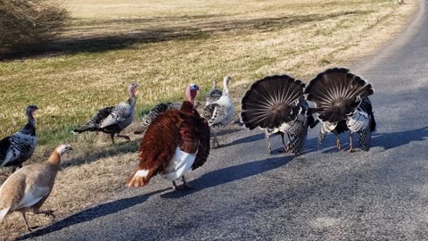 Tennessee Traffic Jam