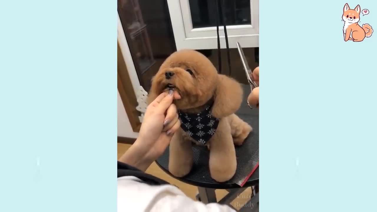 Cute Puppies 😍 Cute Funny and Smart Dogs Compilation #11 | Cute Buddy