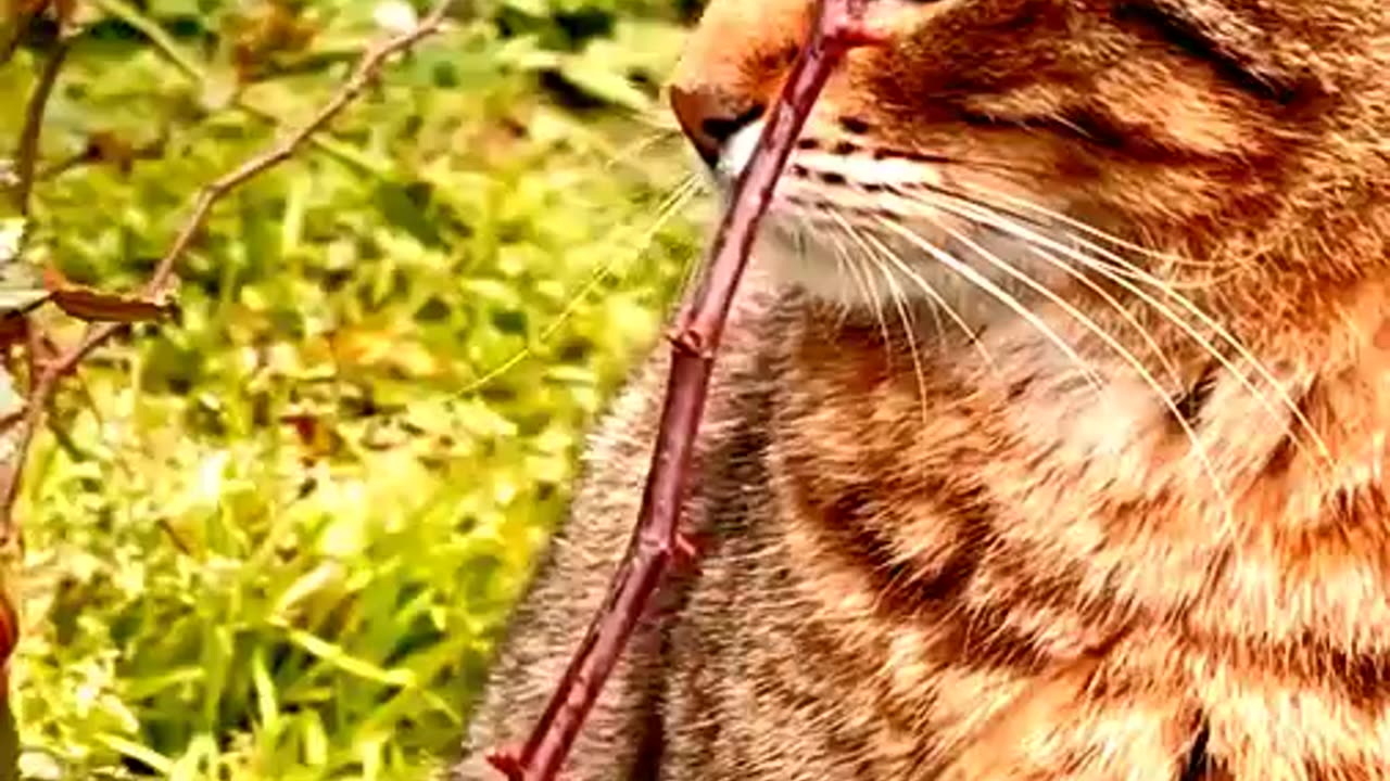 Brown and Black Cats😽> Funny Cats Short Video😿>