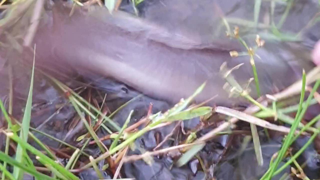 try catching fish1