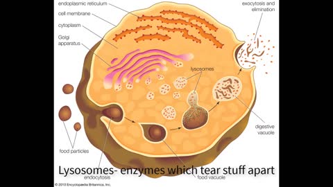 ESL: Cells