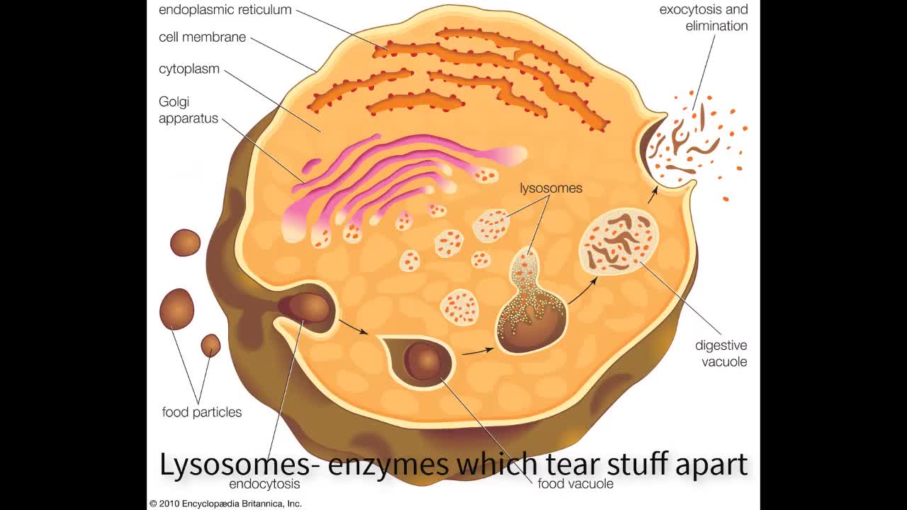 ESL: Cells