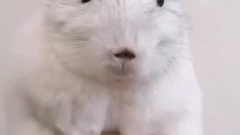 🙏❤️🎉🎉🎉🎊🎊🎊️SWEET AND FUNNY ANIMALS SHOTS 🙏❤️❤️🎉🎉🎉🎊🎊🎊
