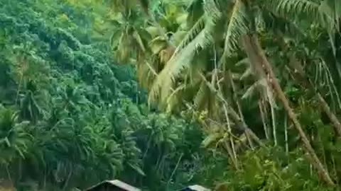 Beauty of Kerla , India || Nature Videos #nature #india #kerala 
