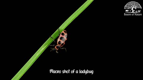 Macro shot of a ladybug