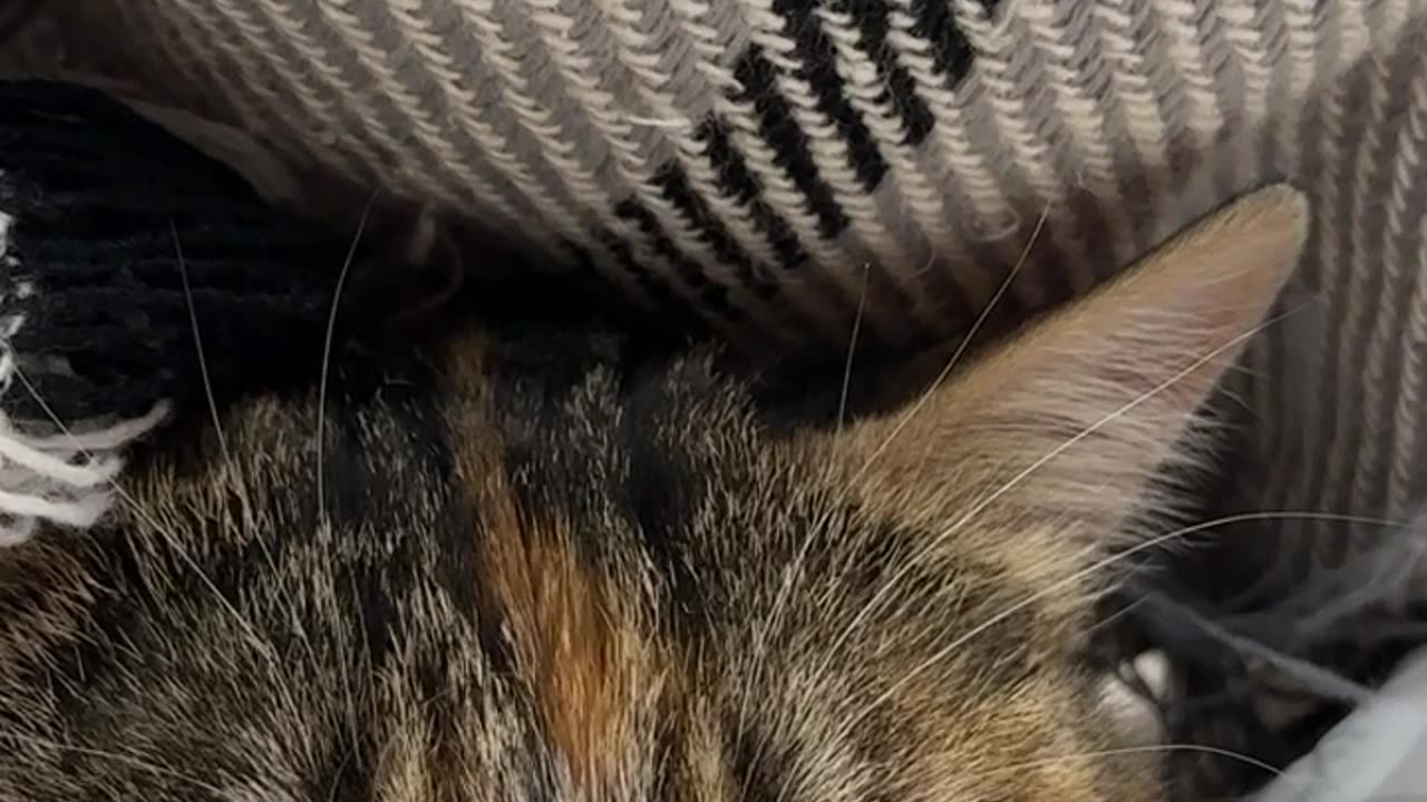 Sleeping cat