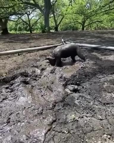 It's easier to buy a new dog