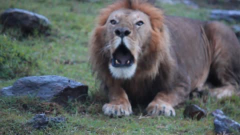 Olowang the dominant of Naboisho, one of the Rongai boys