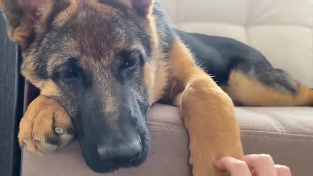 German Shepherd Puppy Hates when I touch his paw!