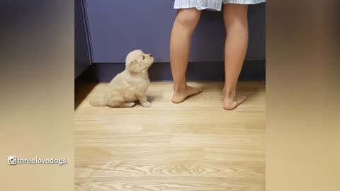 Golden Potato Puppy Waiting for a Delicious Dinner