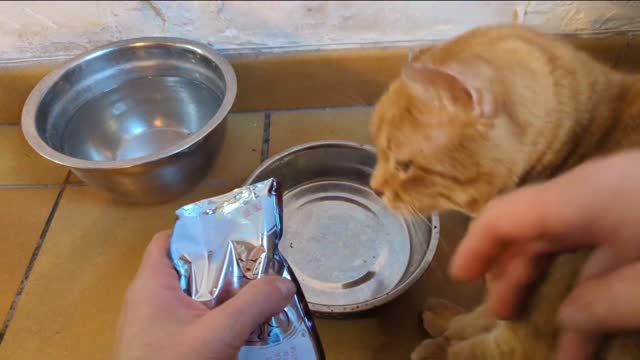 2022-11-02 (2) - Alexa STP! - Twitch Triskelina (clip)