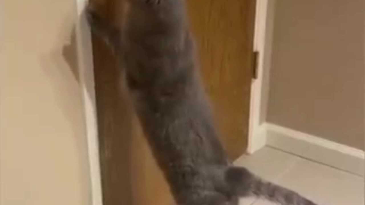 animals funny videos cat 🐈 funny video 😂😂😂😂😂😂😂😂😂