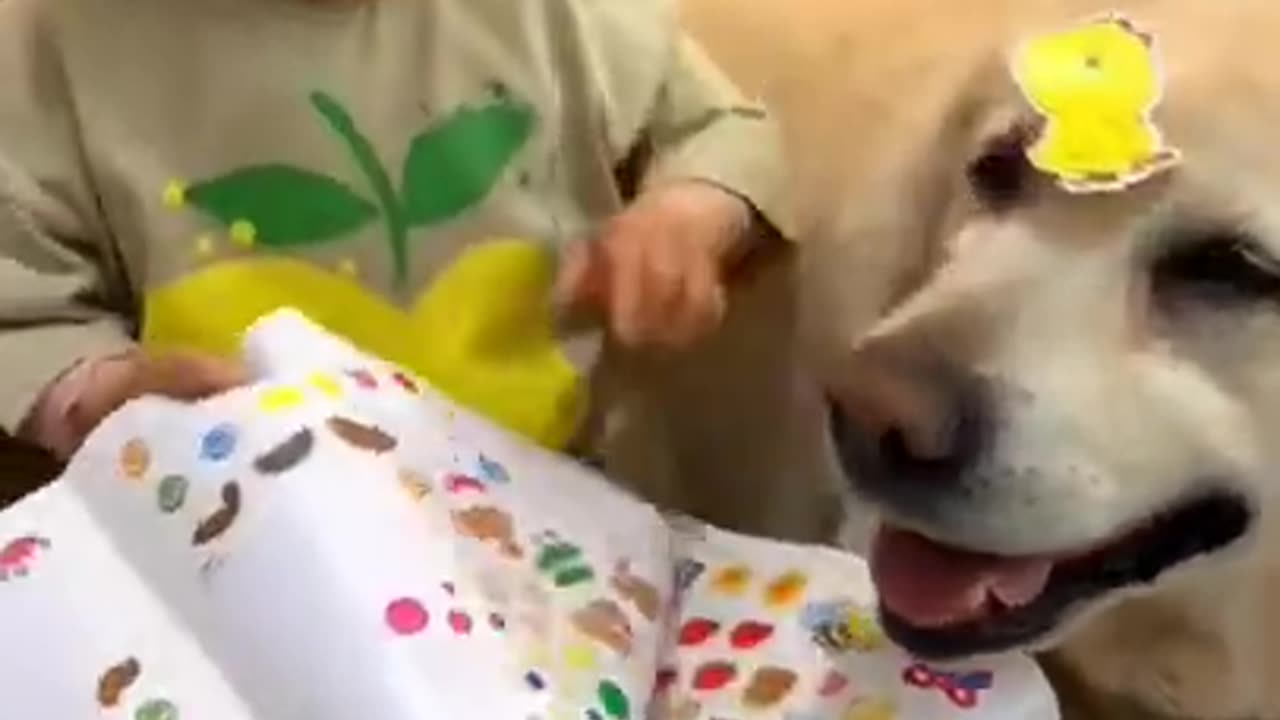 Funny animals