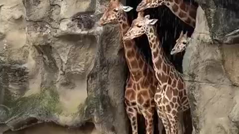 Giraffes hiding out from Rain