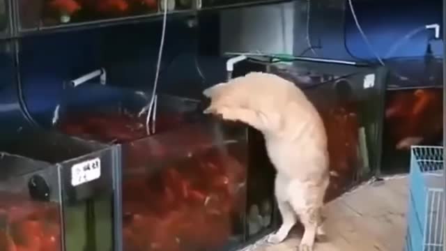 Don't try to contain your laughter when watching the funniest cats in the world.