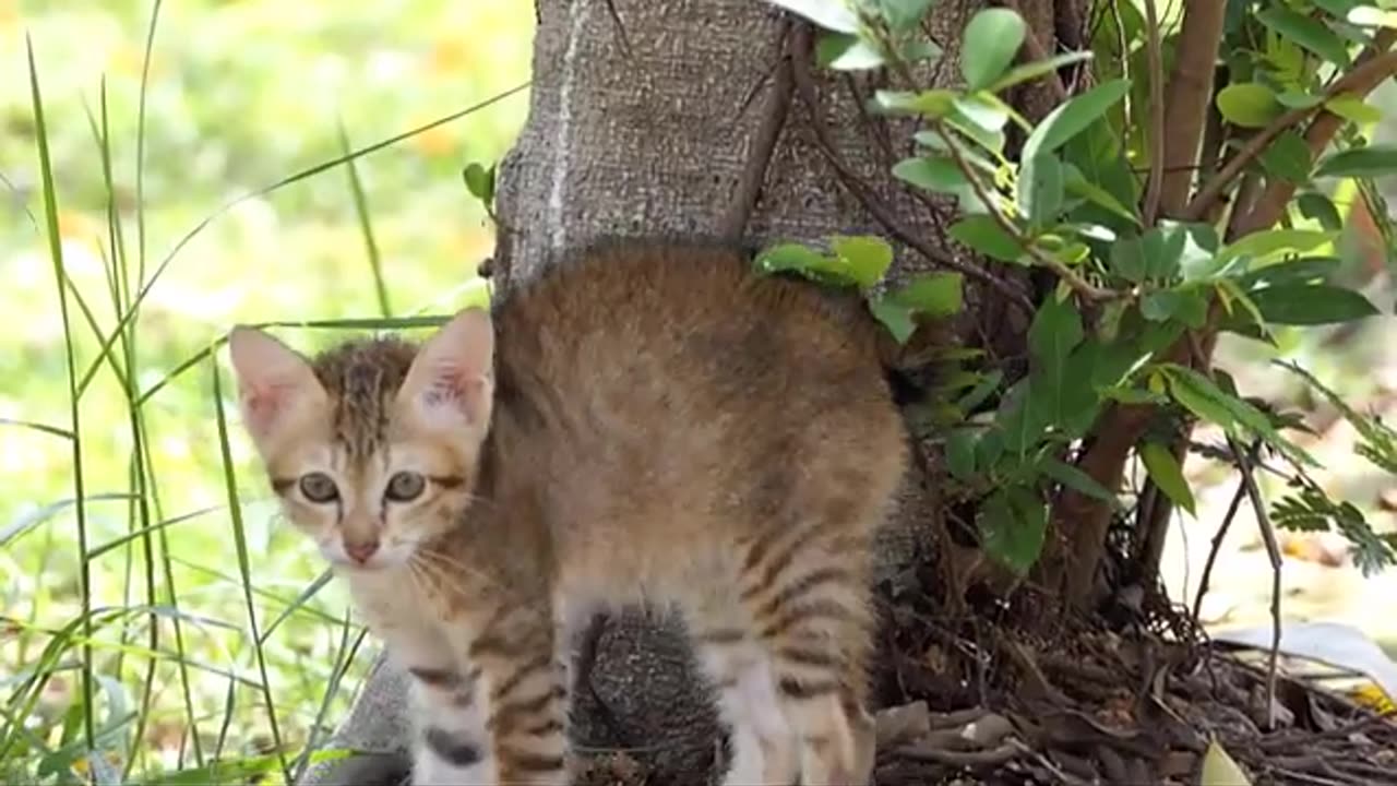 Daily Kitten Shorts_ The kitten's reaction to a puppy and dog mother