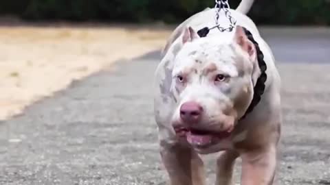 👿👿👿👿 Pitbull lover ❤️#shorts