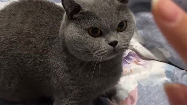 Lovely kitten, you will like it