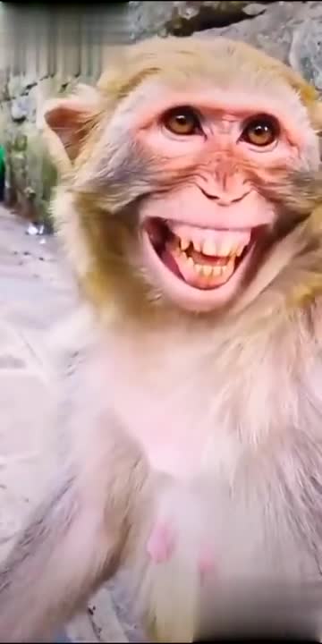 Most viral funny video😂 monkey video#shorts#youtubeshorts