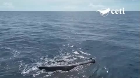 Whales