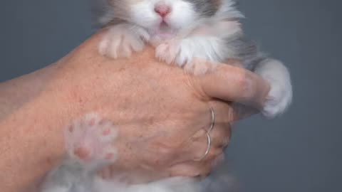 "The Purr-fect Tale: Watching Marie the Coon Kitten Blossom into a Majestic Feline Beauty"