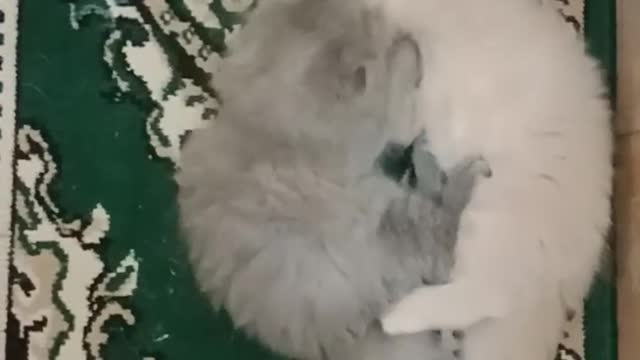 Cat Lover || Cat || Cats || Playing Cats