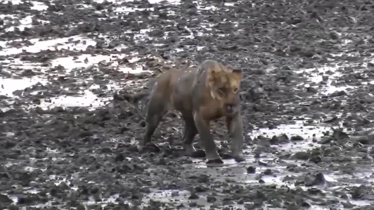 Poor wild horse! Leopard vs Loin hunting wild horse in there territory-what happens next?