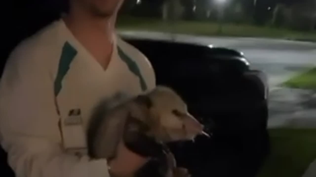 30 possums