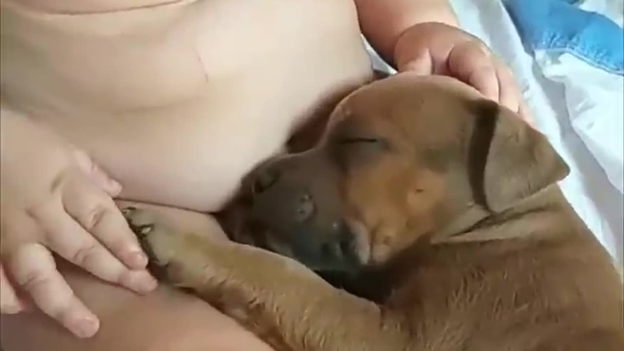 Adorable Baby Touches Sleepy Puppy as It Lays in His Lap