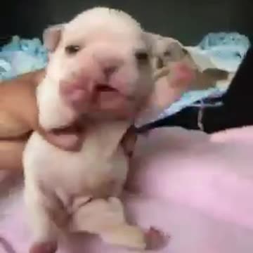 Pitbull puppy yawning