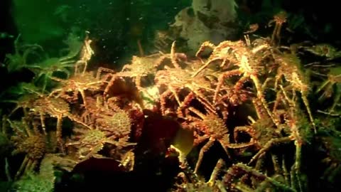 Gordon Ramsay Catches King Crab | Gordon Ramsay