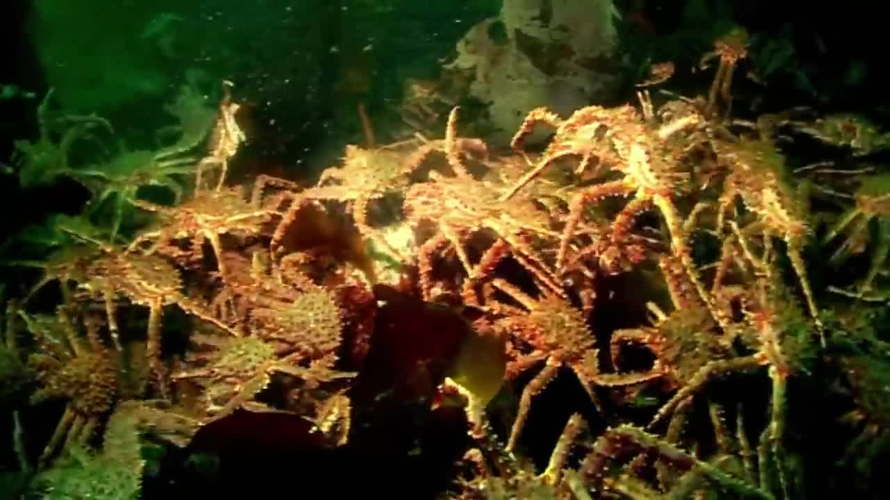 Gordon Ramsay Catches King Crab | Gordon Ramsay