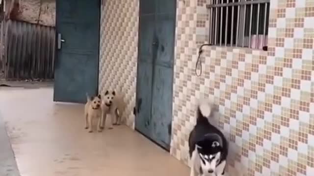 That’s how huskies make friends