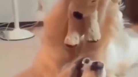 Celo Pet - Animais Engraçados/Funny Animals Channel #gato#cachorros#animais #cats#dogs#funny #775