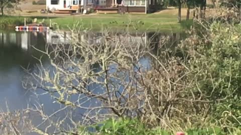 Heron hanging out in a small bush