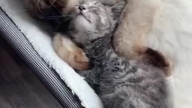 Cat falls in love with foster kittens!