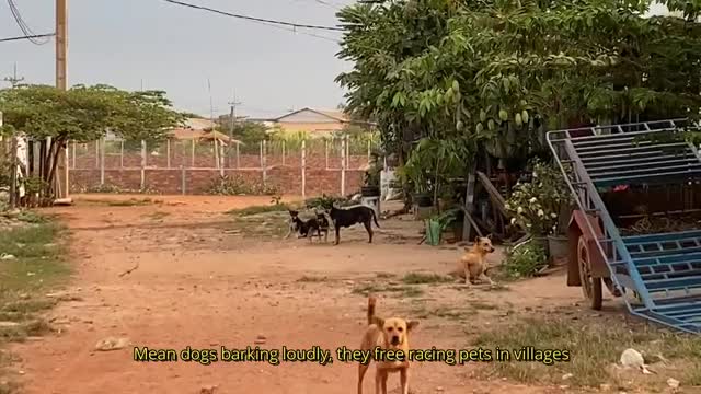 Angry Dogs Barking People On Part - Pets Blogger Video - Street Dogs