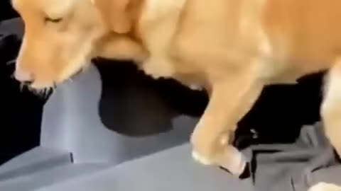 Cute and Funny Animal Video😂