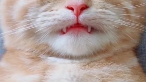 Funniest cats and dogs