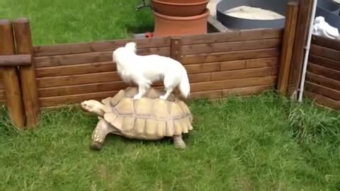 Cute Dog Riding Turtle