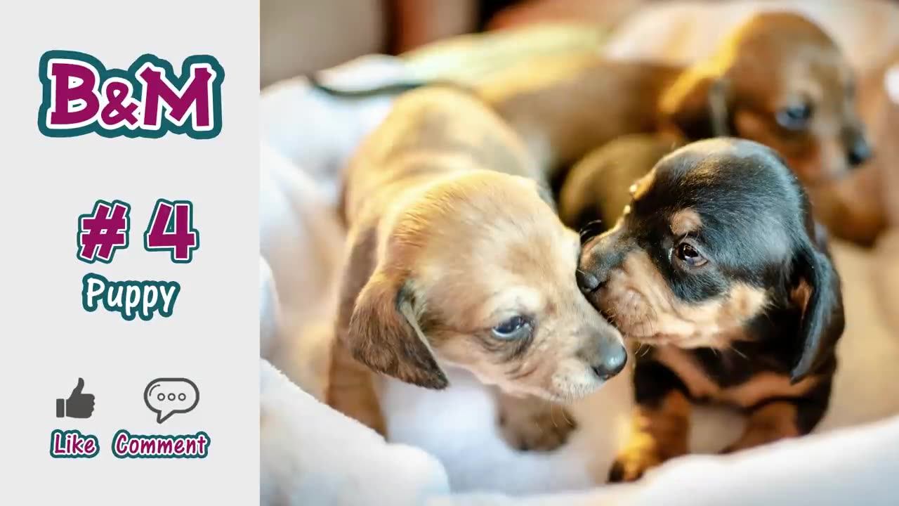 Dogs feeling