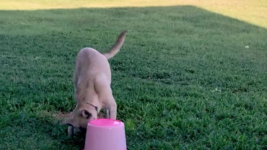 Rescue dog with mysterious past has plastic bucket as favorite toy