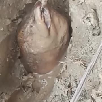 what animal is this??? 😱😱😱