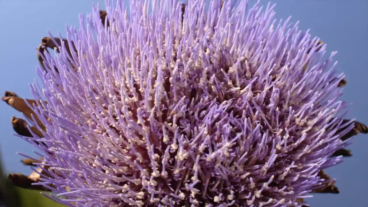 Flowers opening time lapse