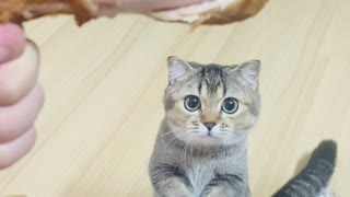 Cute Cats Beg for Chicken