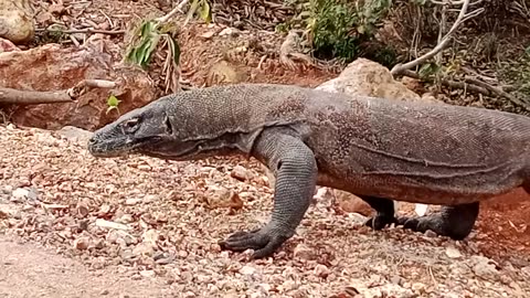 Komodo dragons move by crawling or crawling