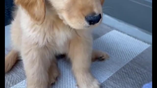 Cute and adorable golden retriever Puppies Compilation - Cutest Golden Puppy 2021