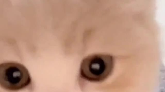 What does the curious kitten want to see