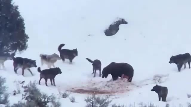 👆Unequal confrontation😳 (a pack of wolves surrounds a grizzly bear in Yellowstone National Park)